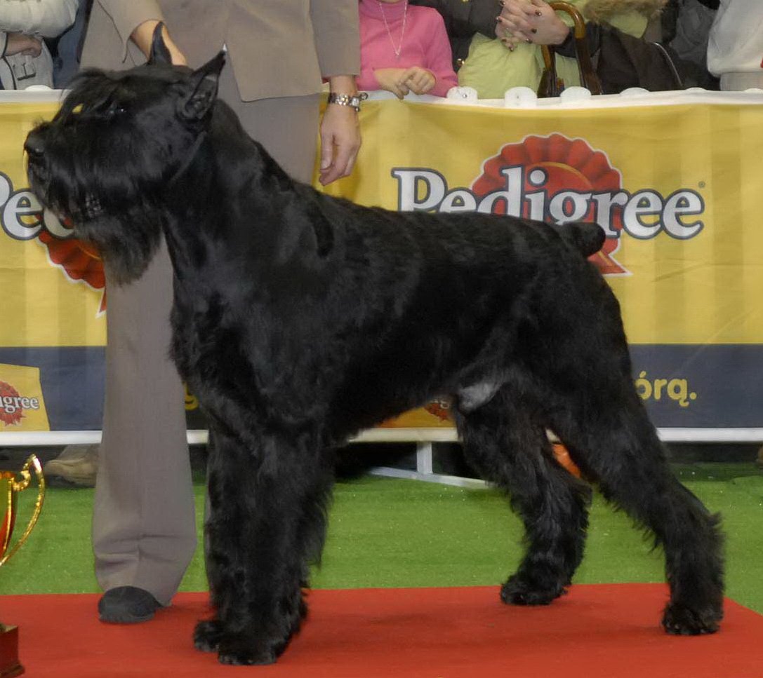 Giant Schnauzer (image credits: wikimedia)
