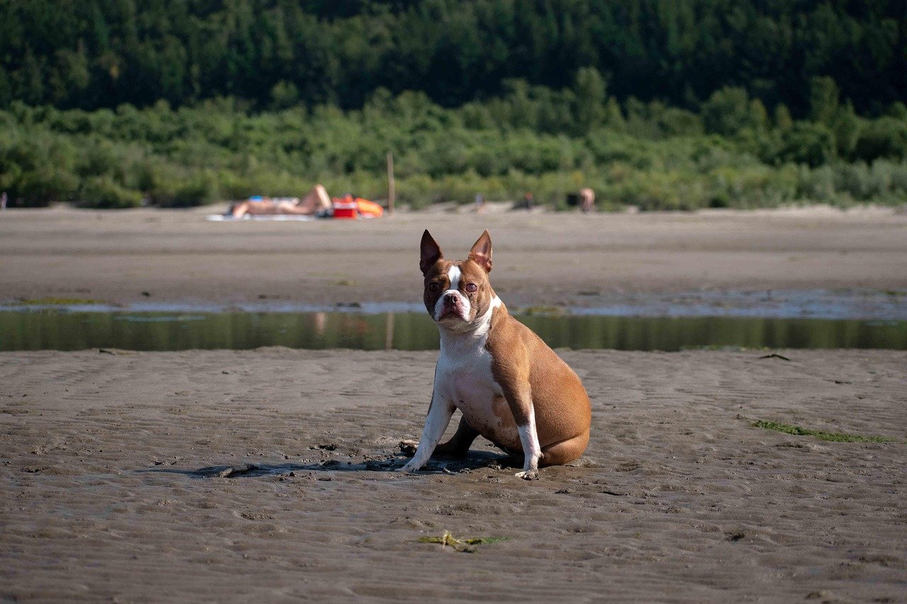 Boston Terrier (image credits: pixabay)