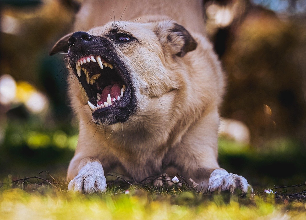 Dog Bite Liability: Owners Are Held Accountable (image credits: pixabay)