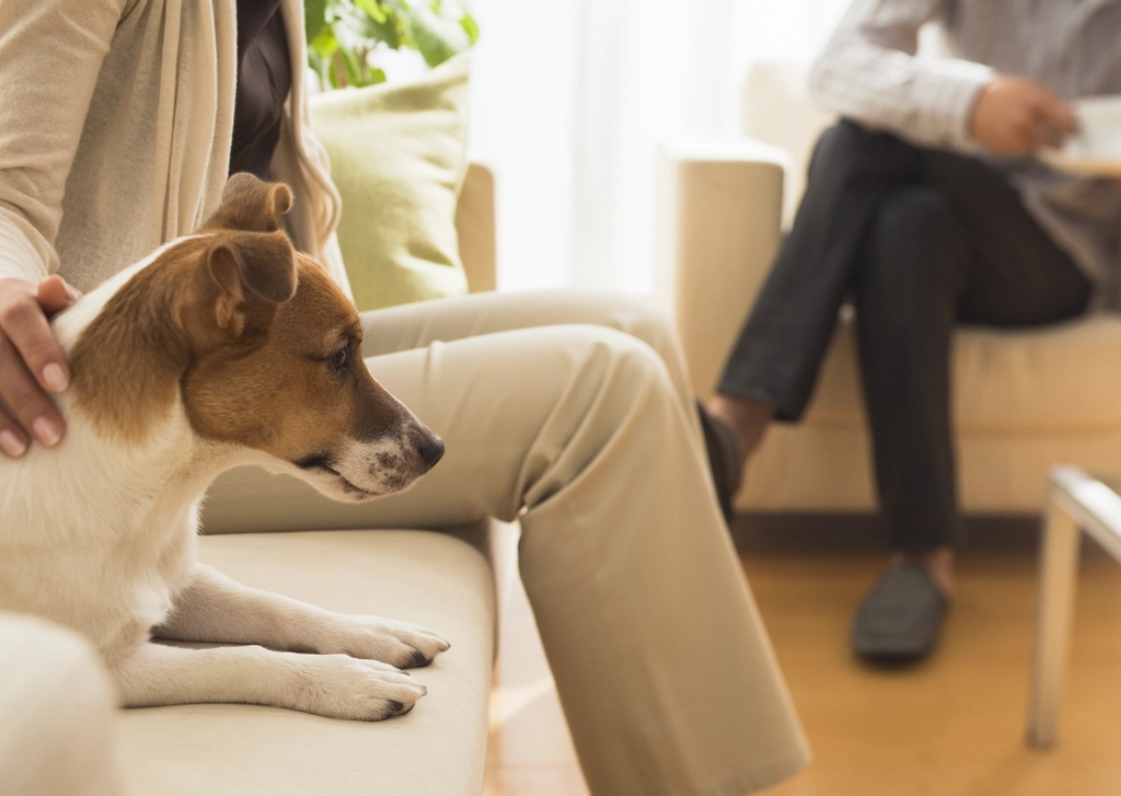 Pet Custody Battles: Dogs as Family Members (image credits: rawpixel)
