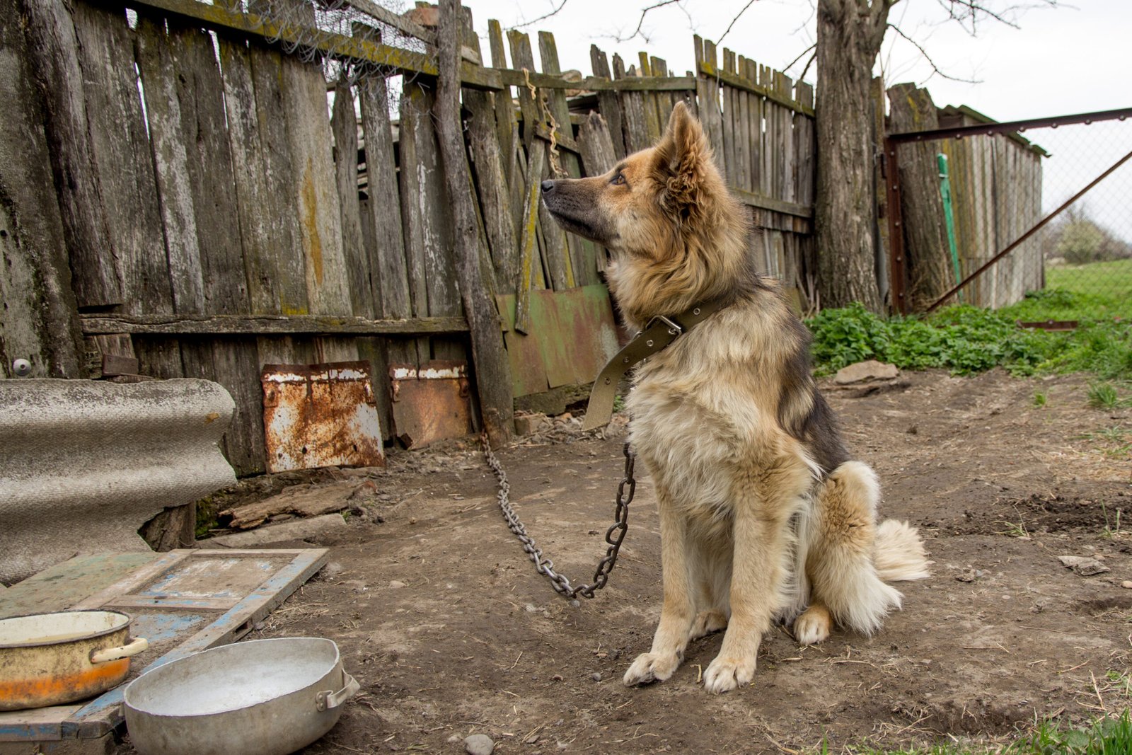 Tethering Restrictions: No More Chained Dogs (image credits: wikimedia)
