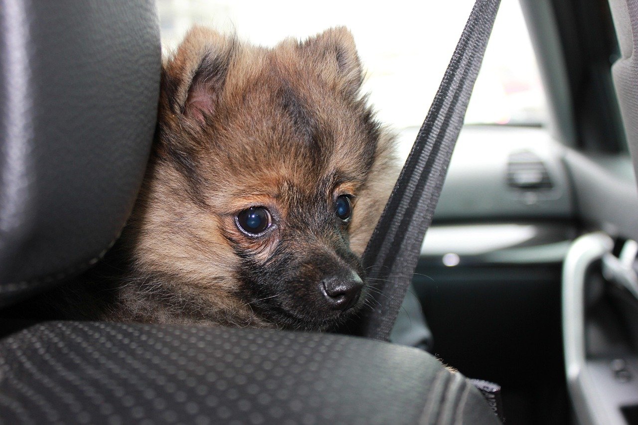Travel and Transportation: Safety First on the Road (image credits: pixabay)