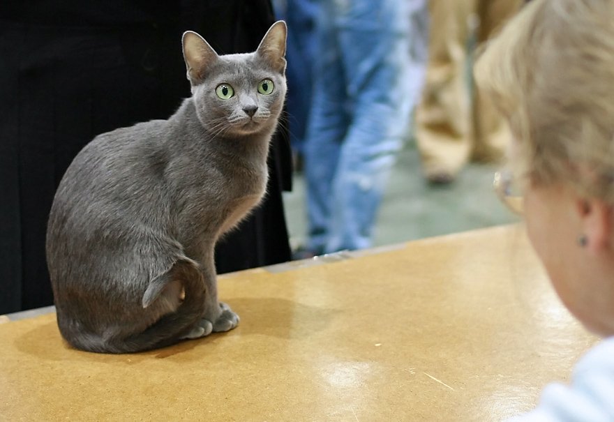 Korat: The Silver-Blue Charm (image credits: wikimedia)