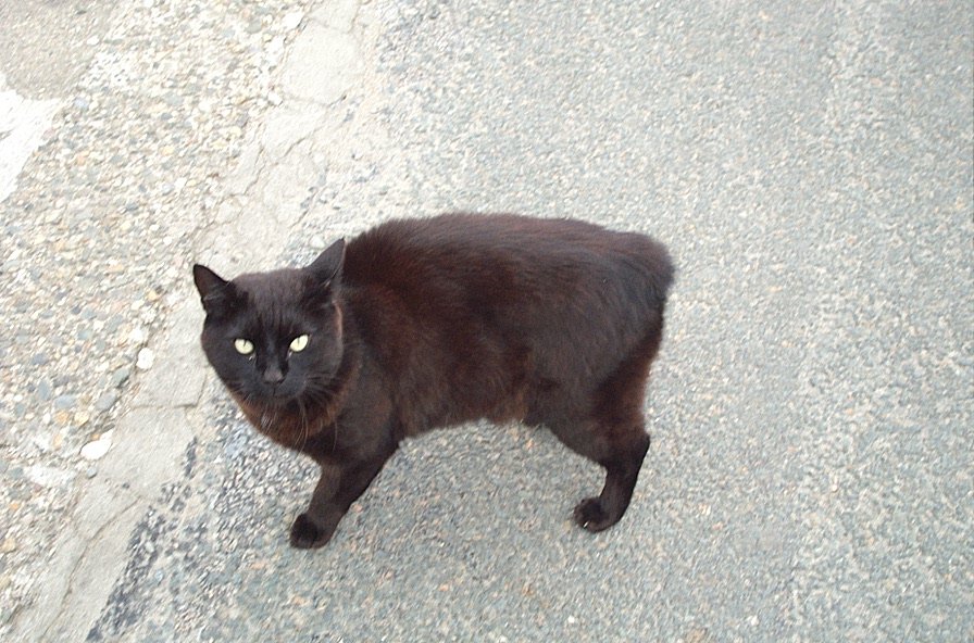 Manx: The Tailless Marvel (image credits: wikimedia)
