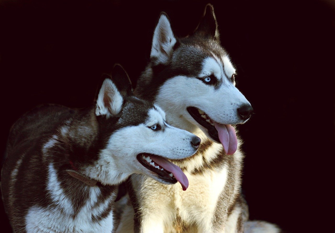 Siberian Husky: The Drama Queen of the Dog World (image credits: pixabay)