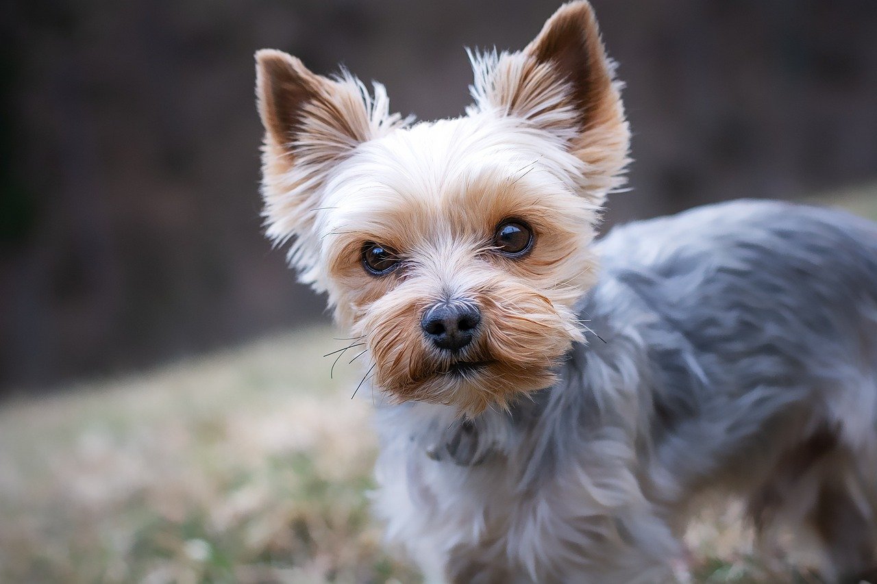 Yorkshire Terrier: The Tiny Town Crier (image credits: pixabay)