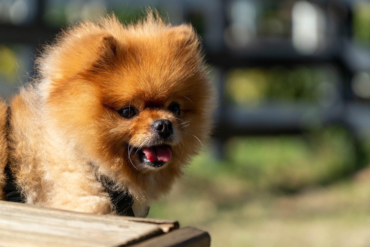 Pomeranian: The Fluffy Alarm Bell (image credits: pixabay)