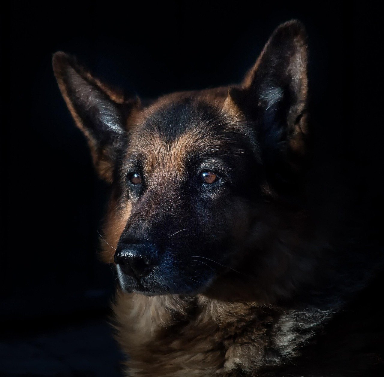 German Shepherd: The Confident Communicator (image credits: pixabay)