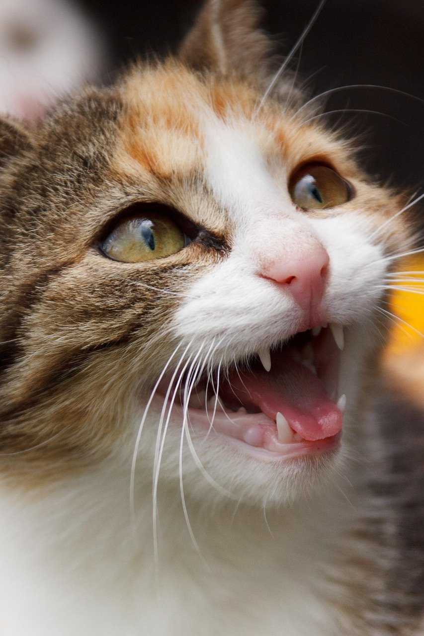 Redirected Aggression: The Surprise Attack (image credits: pixabay)