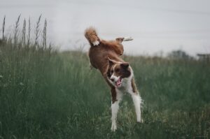 Why Some Dog Breeds Are Born Clowns?