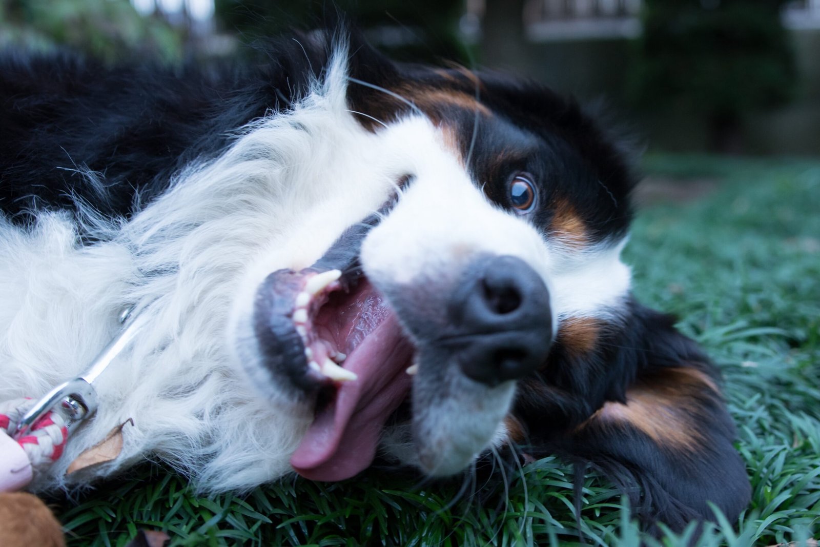 Initiating Play or Craving Attention (image credits: wikimedia)