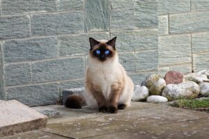 8 Cat Breeds That Thrive on Routine (and How to Keep Them Content)