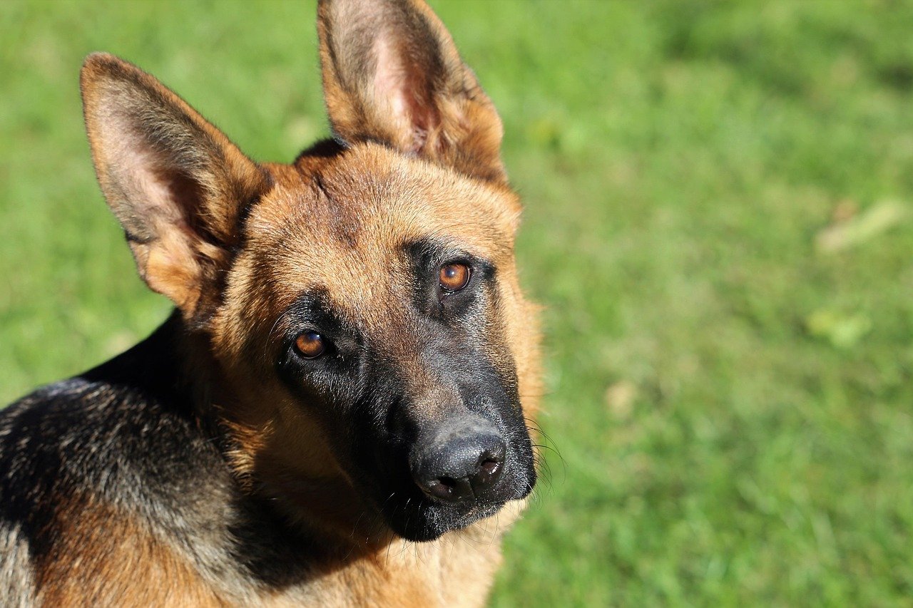 4. The German Shepherd’s Watchful Guard (image credits: pixabay)