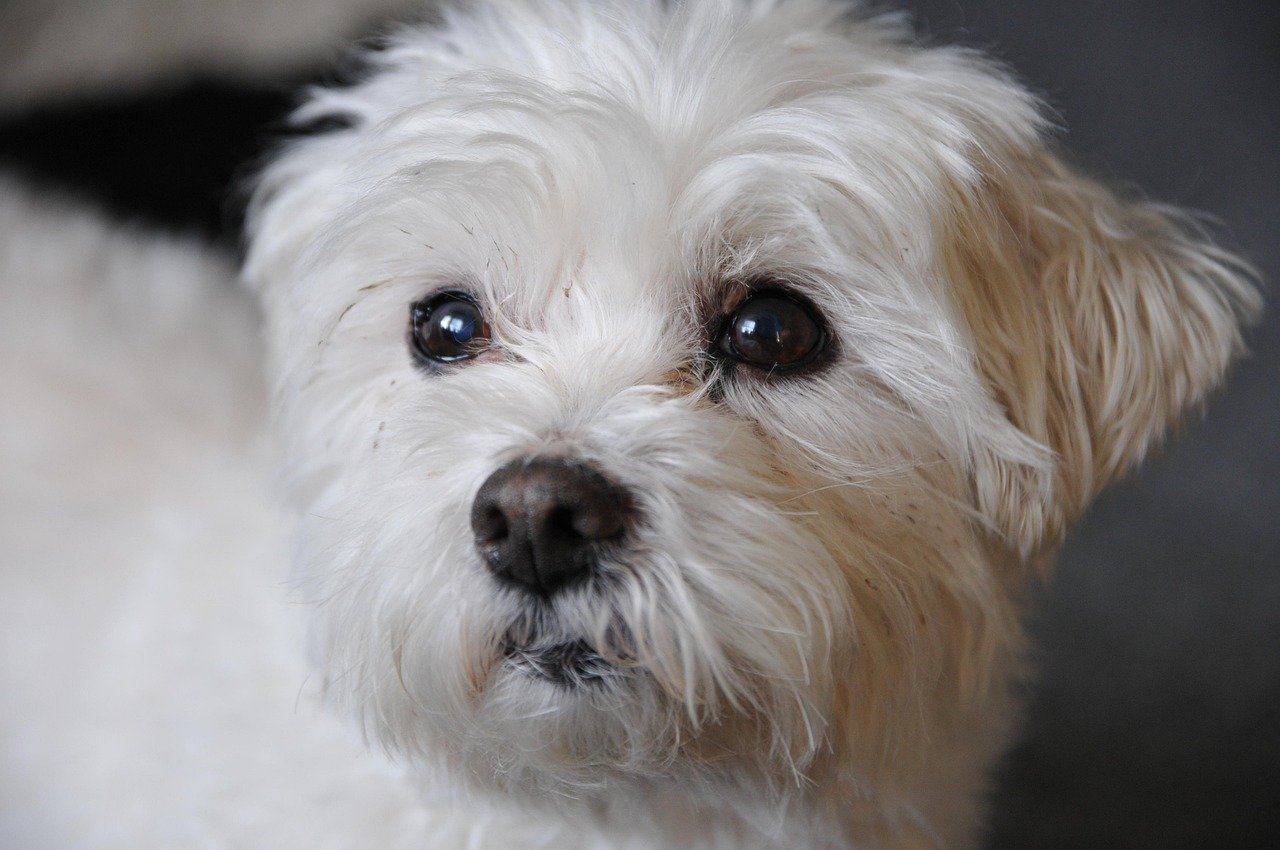 15. The Bichon Frise’s Constant Companionship (image credits: pixabay)