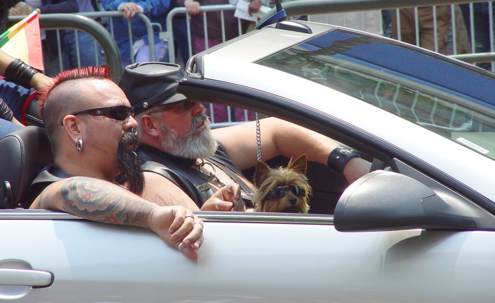 18. The Yorkshire Terrier’s Proud Parade (image credits: wikimedia)