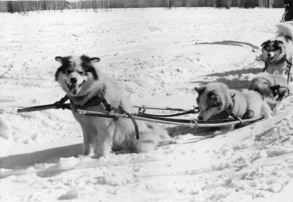 Canadian Eskimo Dog: The Sledding Specialist (image credits: wikimedia)