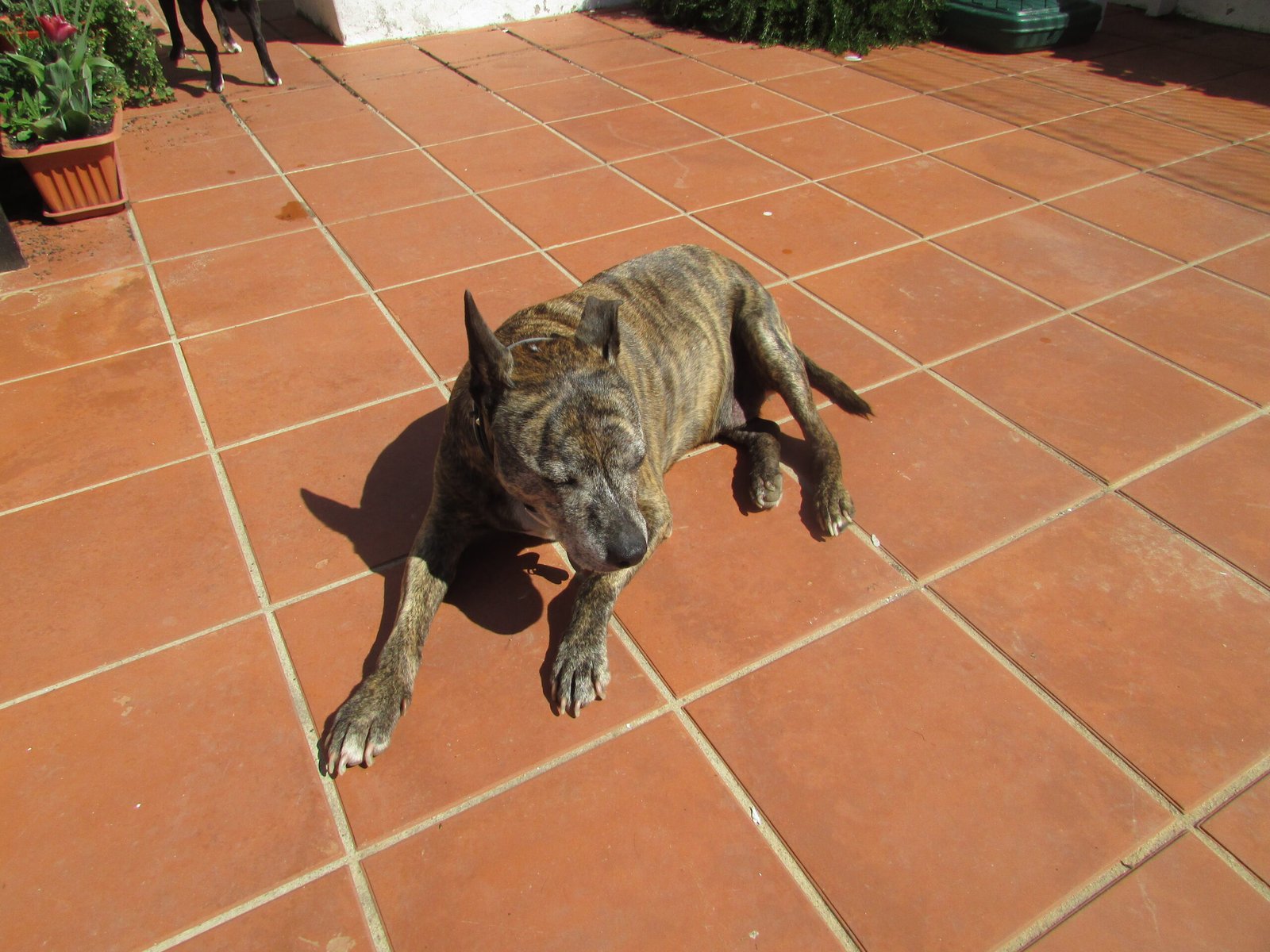 Staffordshire Bull Terrier (image credits: wikimedia)