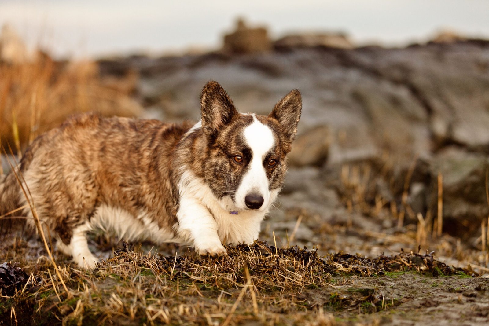 Cardigan Welsh Corgi (image credits: wikimedia)