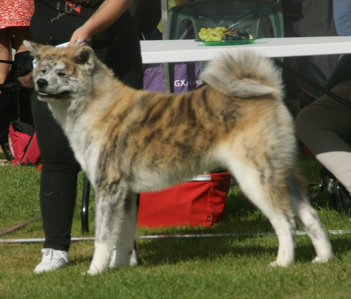 Akita (image credits: wikimedia)