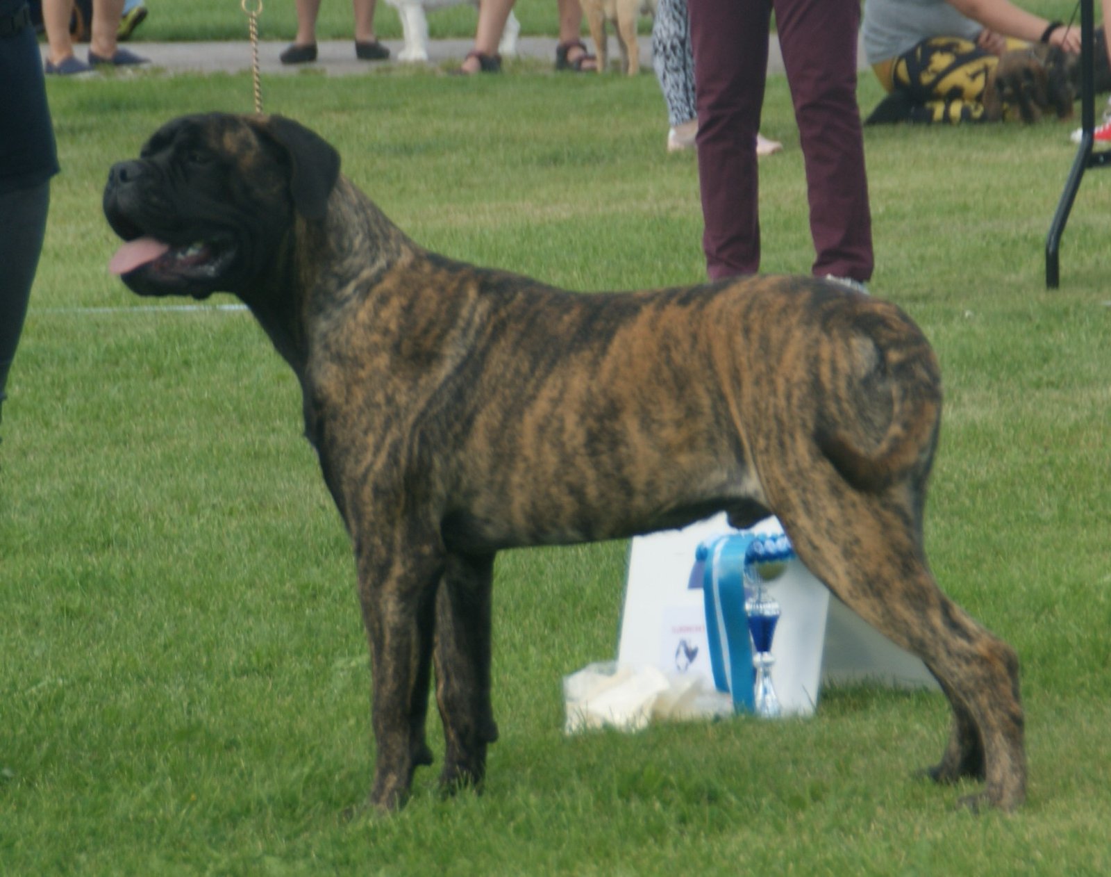 Bullmastiff (image credits: wikimedia)