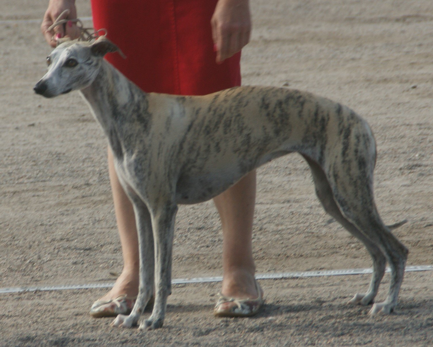 Whippet (image credits: wikimedia)