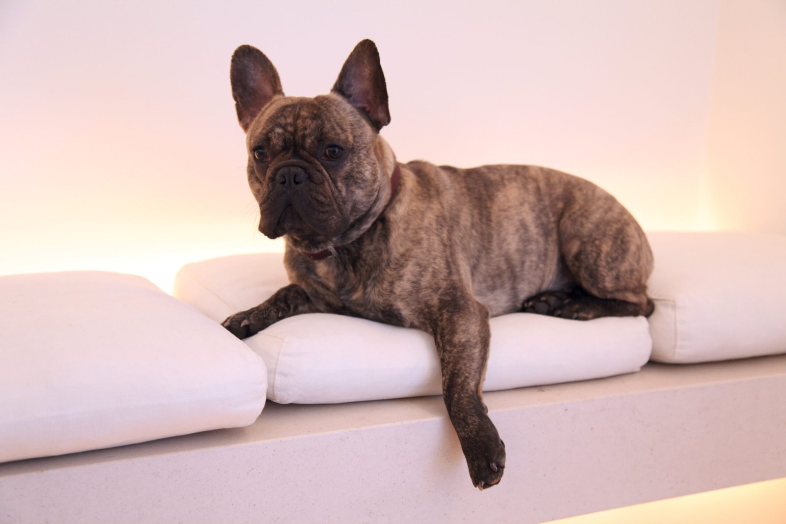 French Bulldog (image credits: wikimedia)