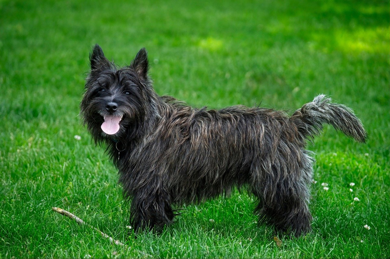 Cairn Terrier (image credits: pixabay)