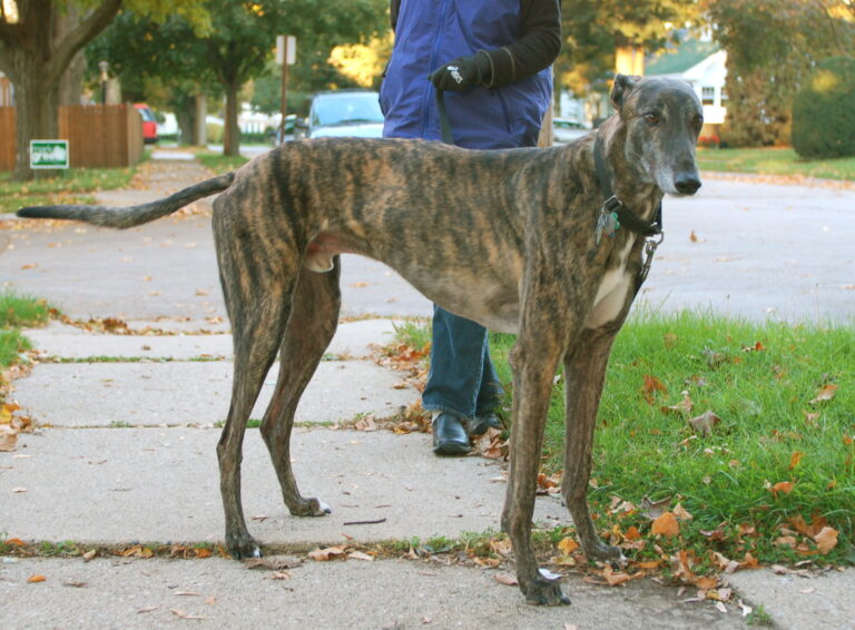 12 Most Beautiful Brindle Coat Dog Breeds