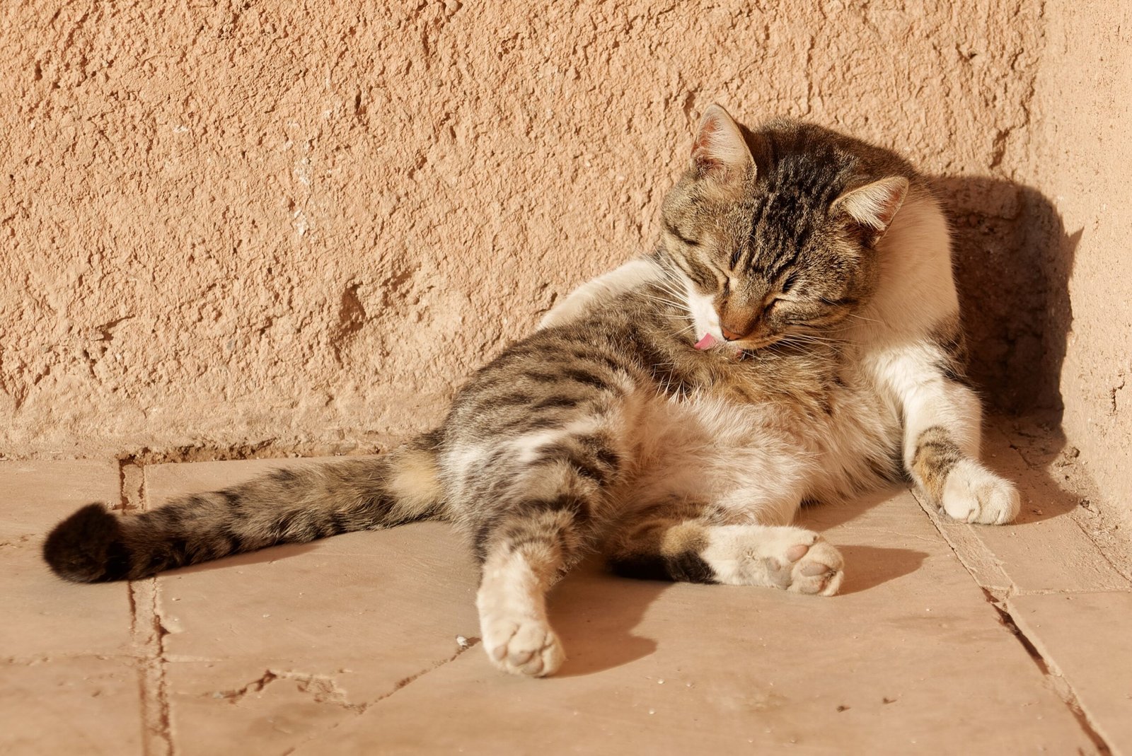 4. Obsessive Grooming or Lethargy (image credits: wikimedia)