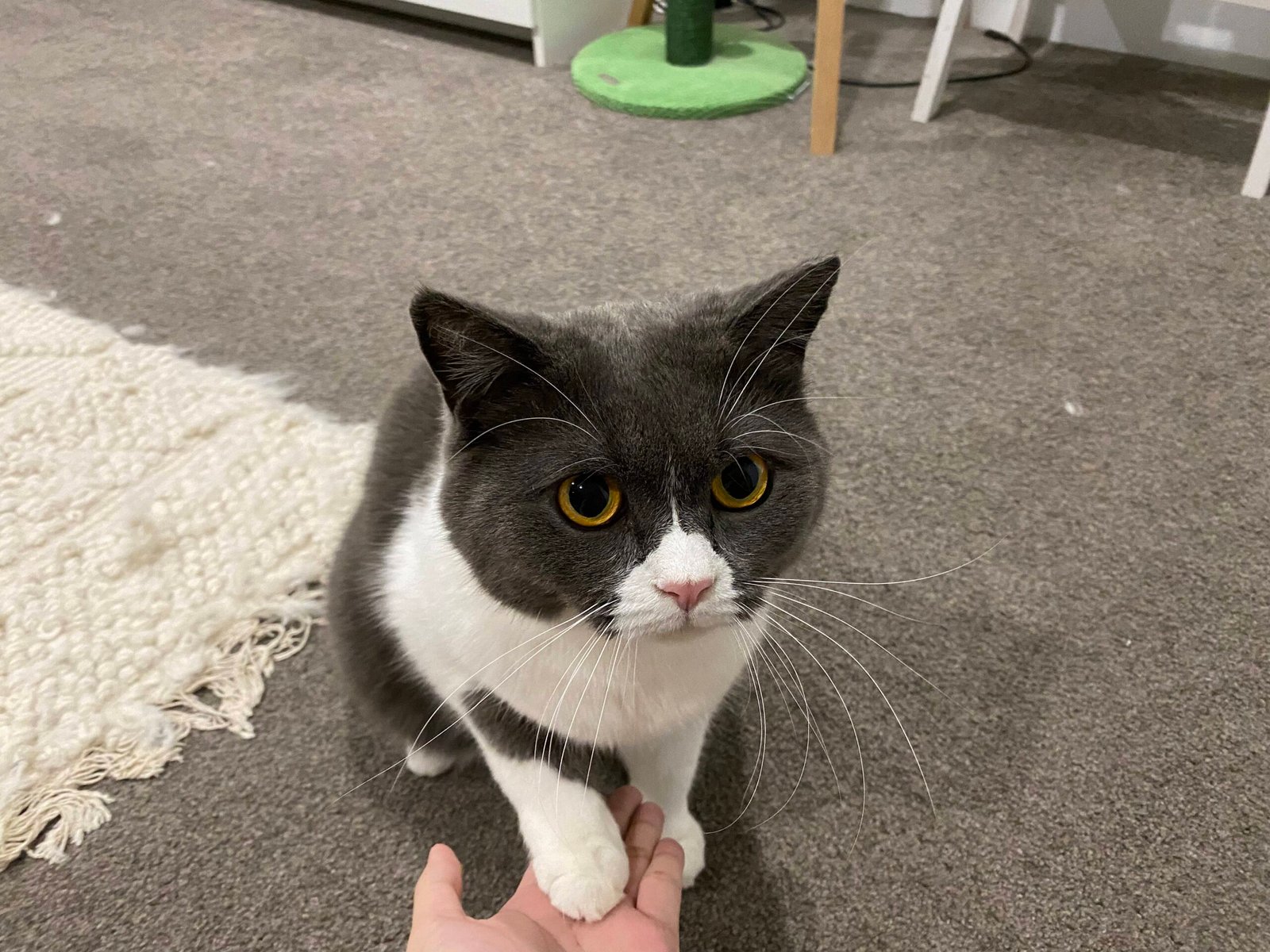 10. Training and Learning New Tricks (image credits: wikimedia)