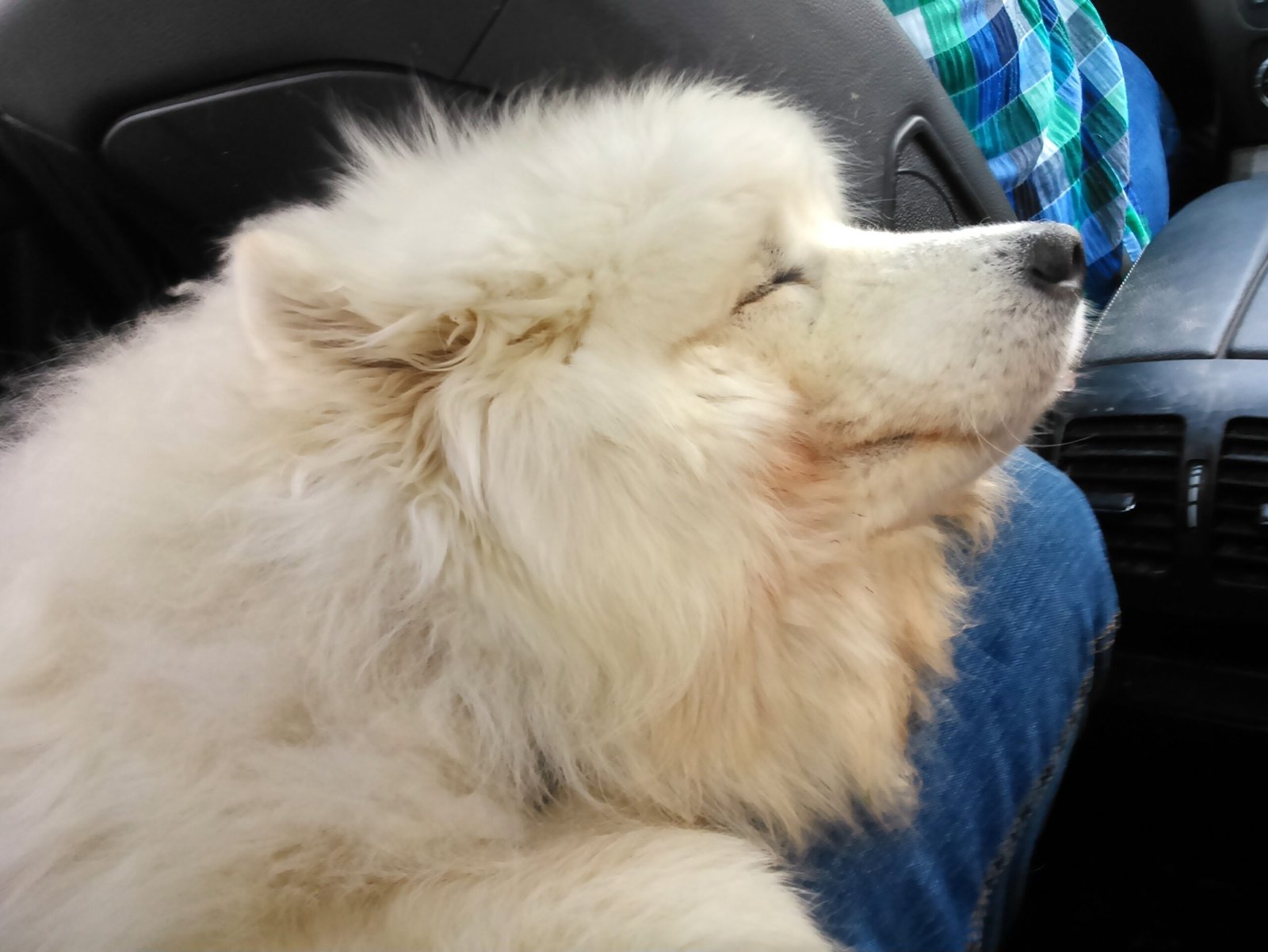 Samoyed: The Fluffy Curler (image credits: wikimedia)