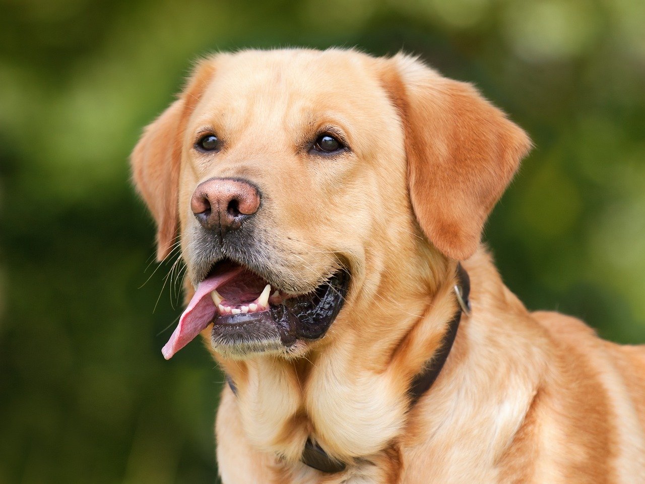 Labrador Retriever: The Happy-Go-Lucky Storyteller (image credits: pixabay)