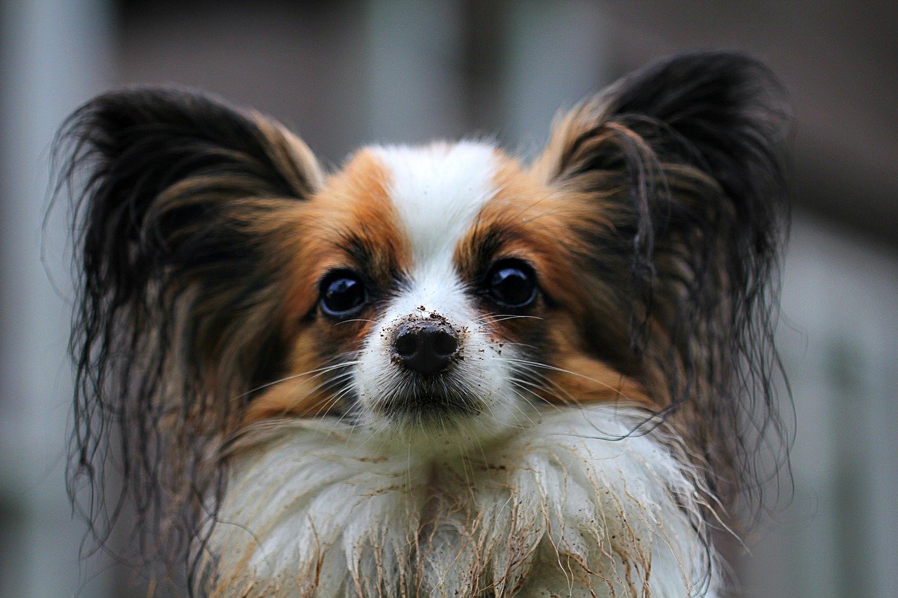 Papillon: The Lively Chatterbox (image credits: pixabay)