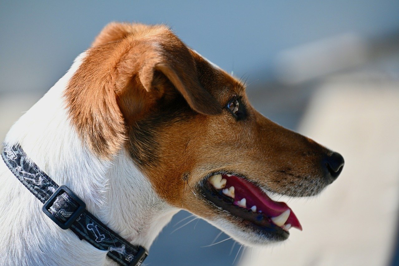 Jack Russell Terrier: The Spirited Commentator (image credits: pixabay)