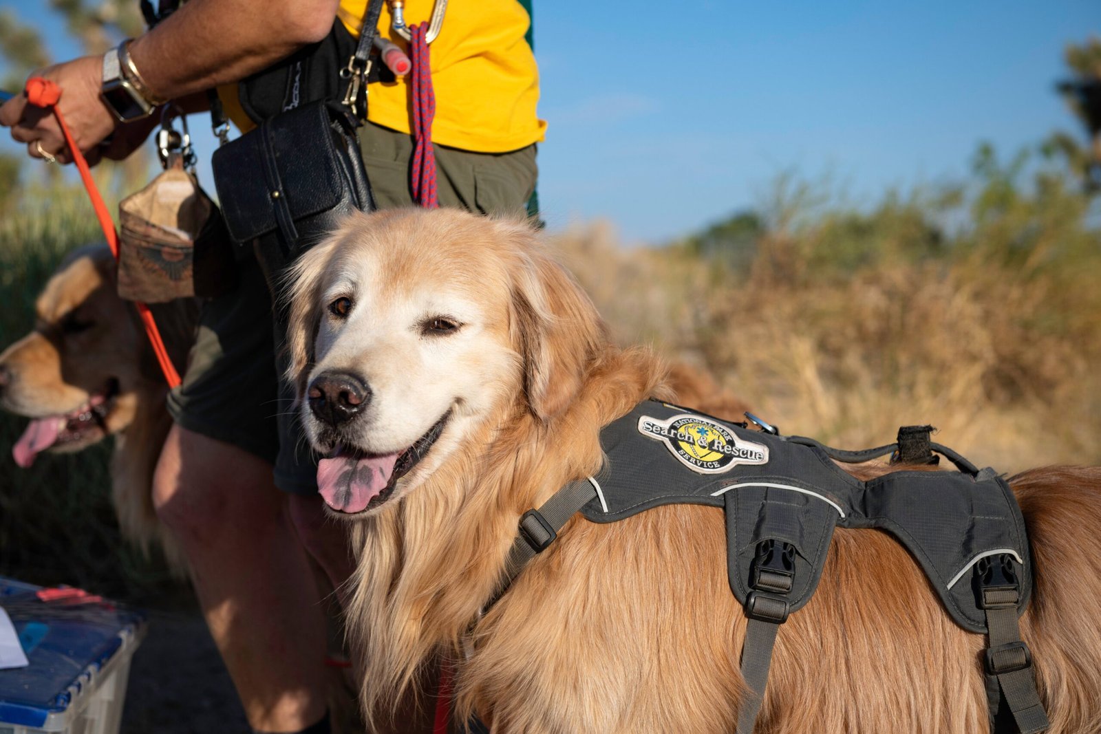 Golden Retriever: The Classic Patient Pal (image credits: wikimedia)