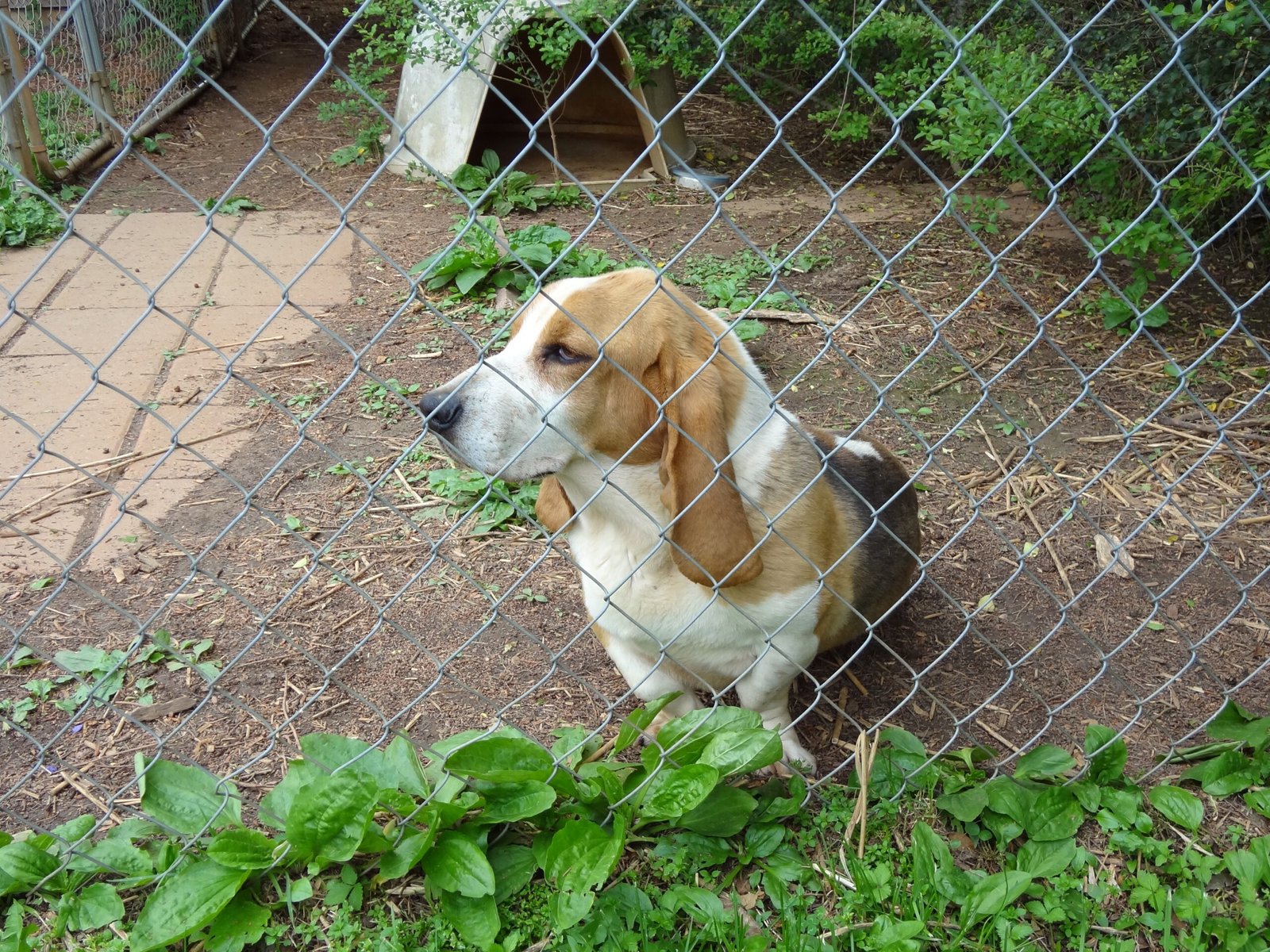 Basset Hound: Laid-Back and Unflappable (image credits: wikimedia)