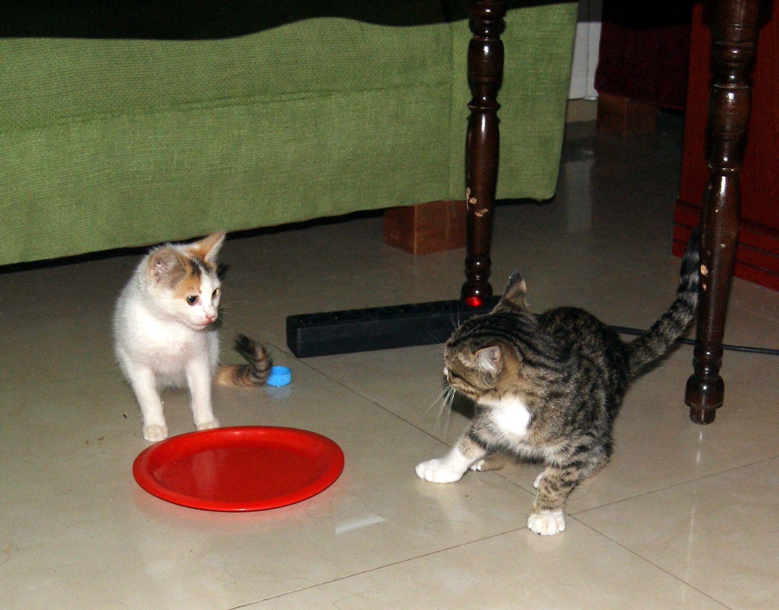 They Communicate With a Range of Sounds (image credits: wikimedia)