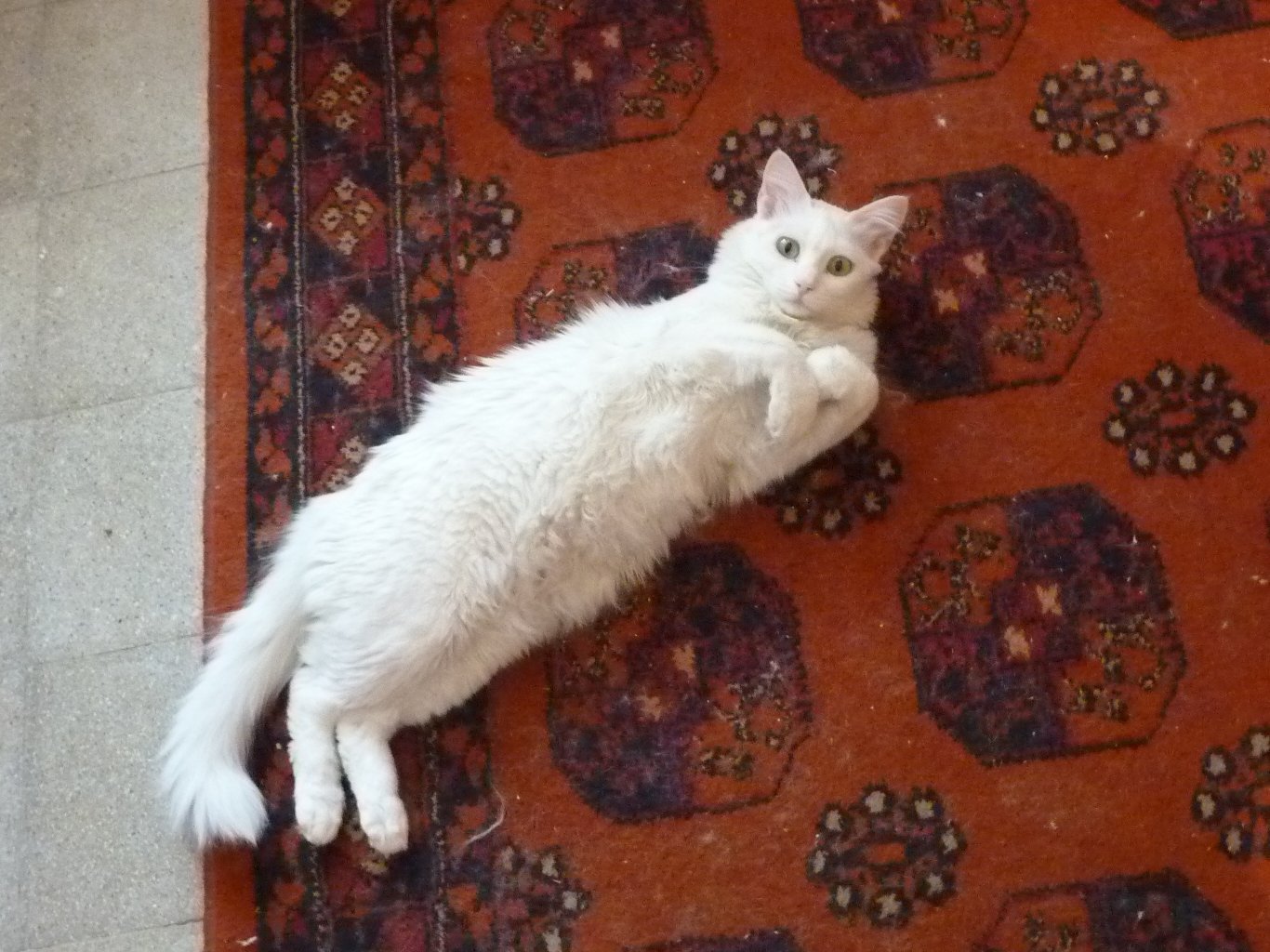 They Learn From Watching You (image credits: wikimedia)