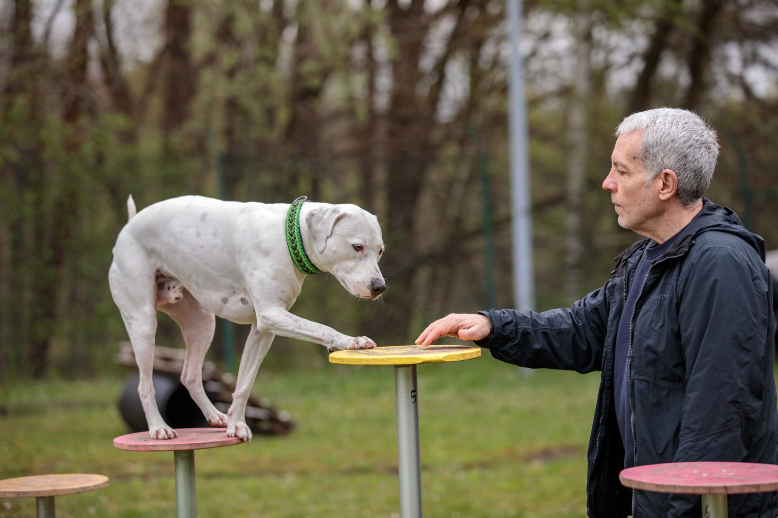 How to Choose the Right Trainer for Your Dog (image credits: wikimedia)