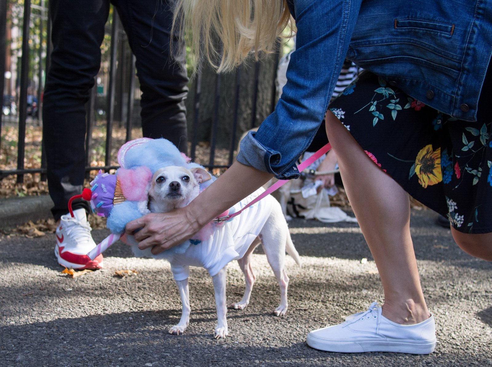 Chihuahua: The Sassy City Slicker (image credits: wikimedia)