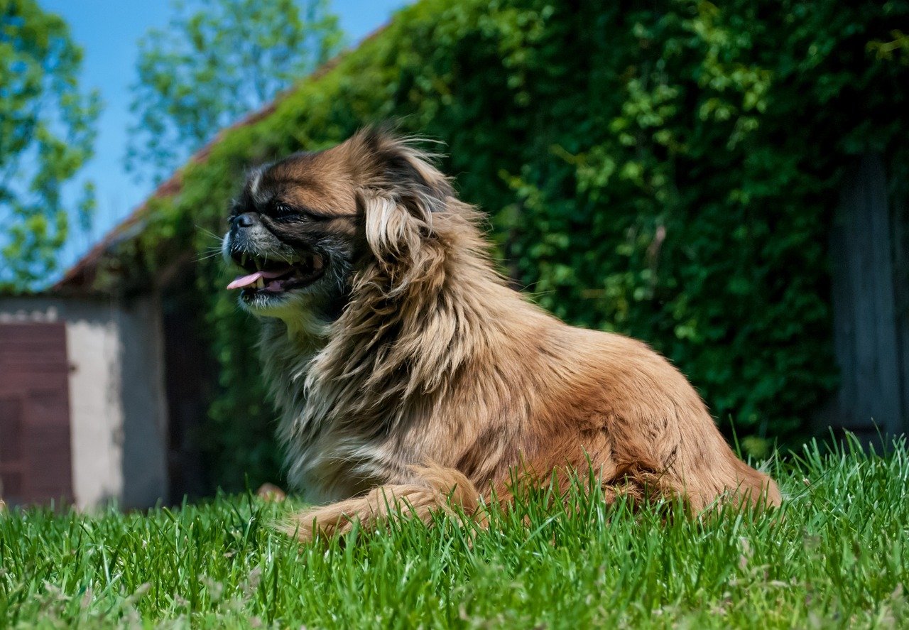 Pekingese: The Royal Roommate (image credits: pixabay)