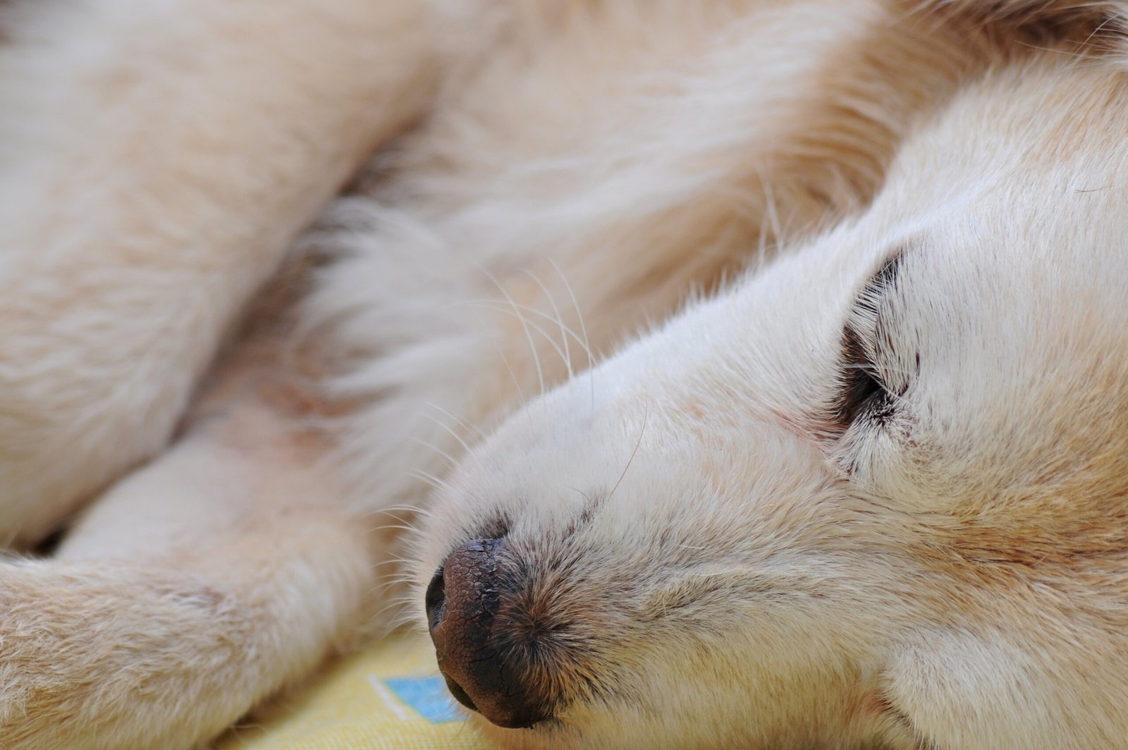 Being Their Advocate in Health Decisions (image credits: wikimedia)