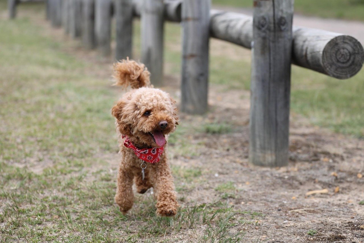Toy Poodle: The Intelligent Adventurer (image credits: pixabay)