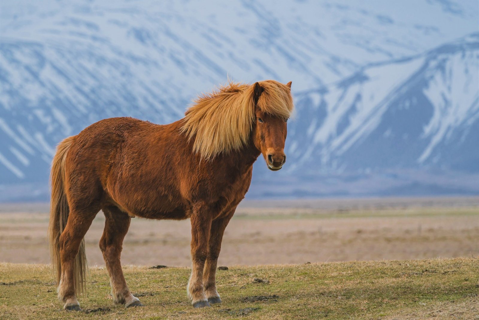 Signs Your Horse May Not Be Getting Enough Exercise (image credits: wikimedia)