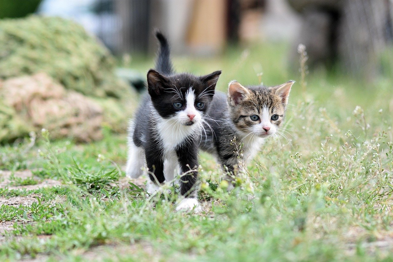 Social Interactions with Other Pets (image credits: pixabay)