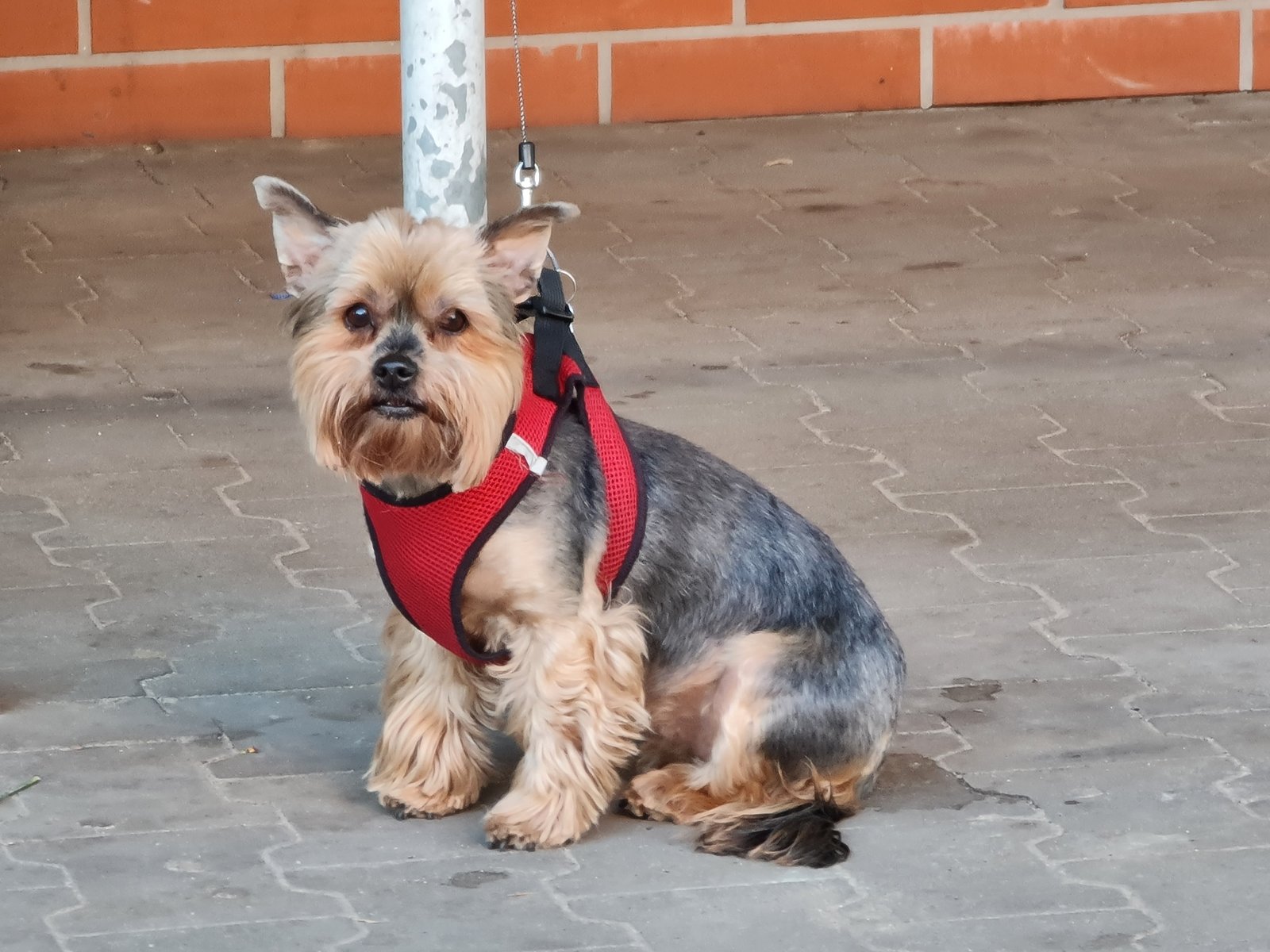Yorkshire Terrier: The Tiny Powerhouse (image credits: wikimedia)