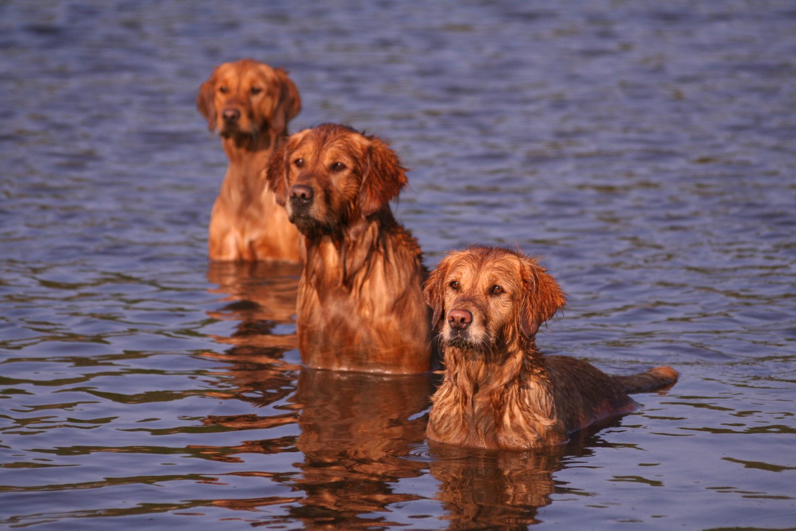 The Role of Selective Breeding (image credits: wikimedia)