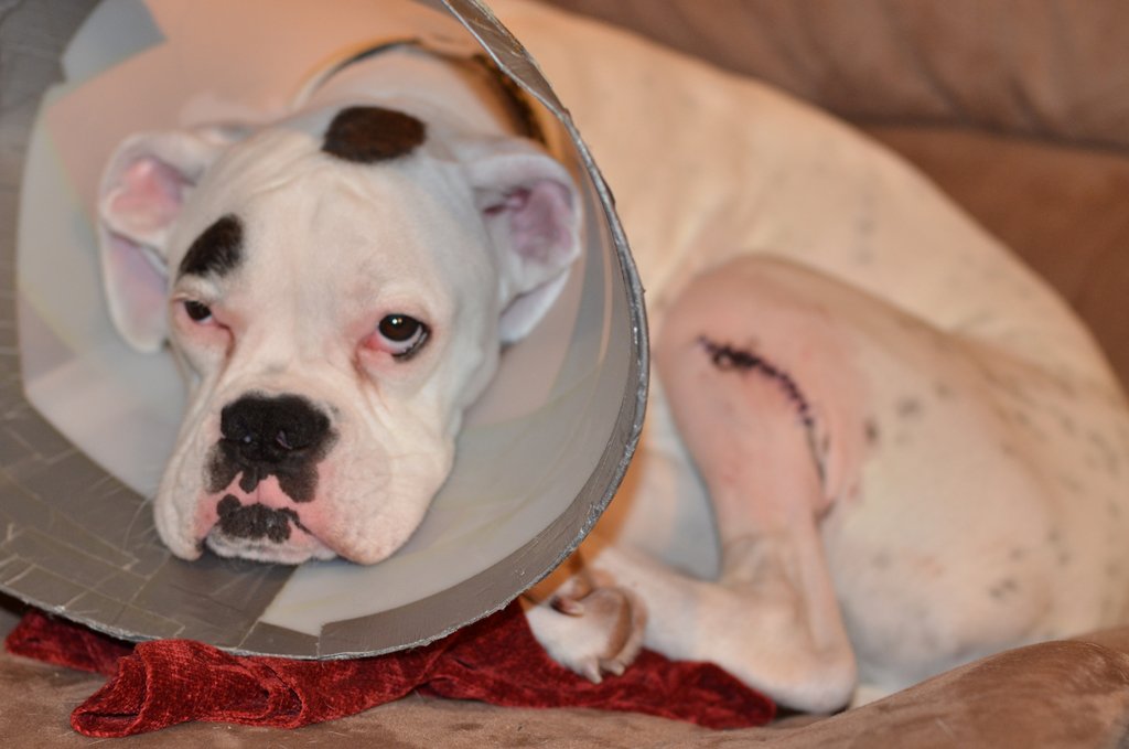 Early Spay and Neuter Decisions Matter (image credits: wikimedia)