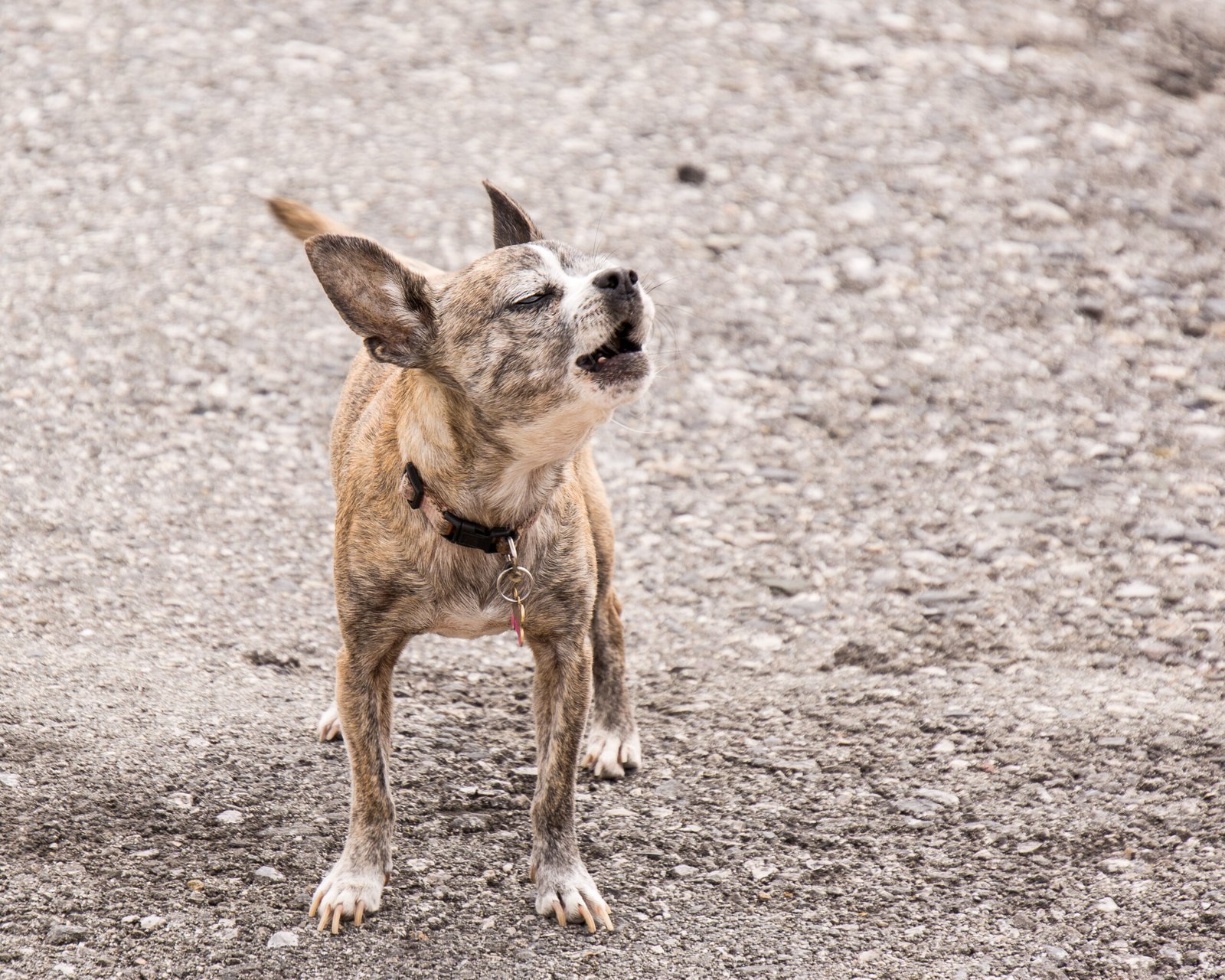 Excessive Barking: The Tiny Alarm System (image credits: wikimedia)