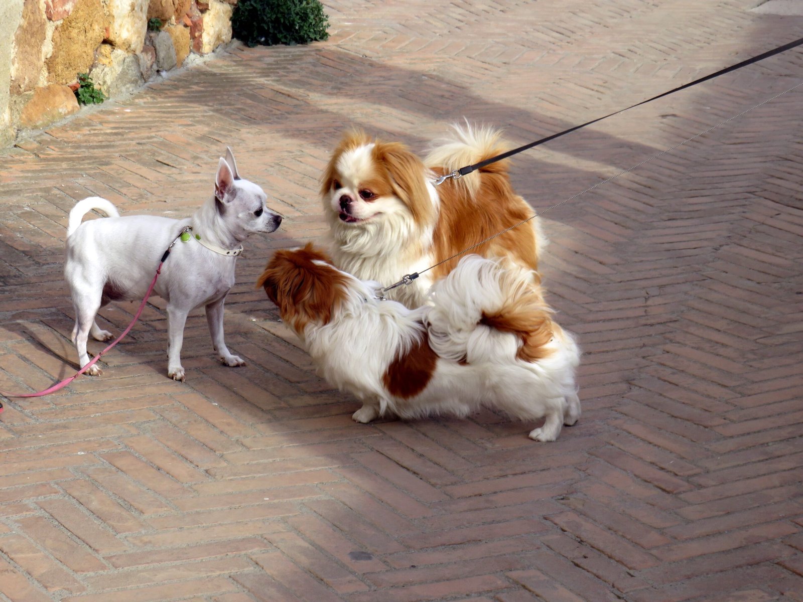 Aggression Toward Other Dogs: The Little Bully (image credits: wikimedia)